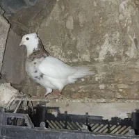 طوقی|پرنده|لنده, |دیوار