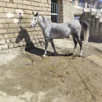 مادیان|اسب و تجهیزات اسبسواری|بیستون, |دیوار