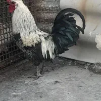 خروس