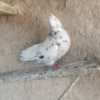 کبوتر|پرنده|اسدآباد, |دیوار