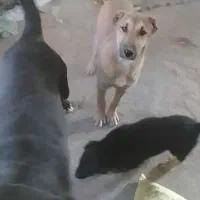 چهار تا توله سرابی|سگ|صفادشت, |دیوار