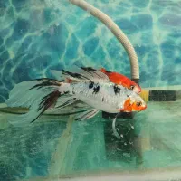 دو تمن عدد ماهی کوی کلکسیونی