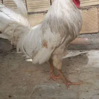 خروس سفید ۱۱ماهه