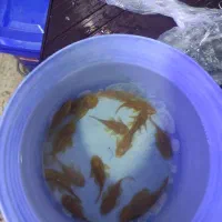 آکواریوم ماهی|ماهی|ارومیه, |دیوار