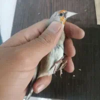 سهره، طغرا،، عروس هلندی