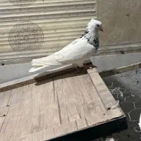 دو تا طوقی نر|پرنده|میانه, |دیوار