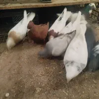 فروش ده تاکفتر رنگی|پرنده|داراب, |دیوار