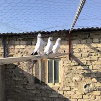 کله دم سبز|پرنده|اصفهان, پوریای ولی|دیوار