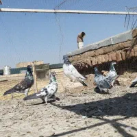 کبوتر پرشی|پرنده|قم, شهر قائم|دیوار