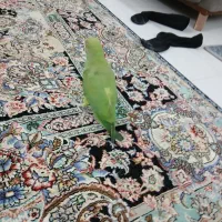 طوطی ملنگو ماده|پرنده|بوشهر, |دیوار