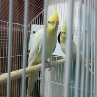 عروس هلندی جفت مولد(تخم گذار)