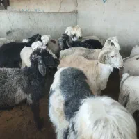 بره پرواری|حیوانات مزرعه|مرودشت, فیروزی|دیوار