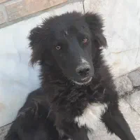 توله قهدریجونی دو نر دو ماده|سگ|بهبهان, |دیوار