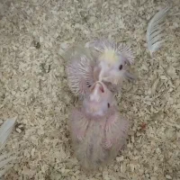 عروس هلندی لوتینو با جوجه