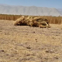 جارو شهرداری فروشی