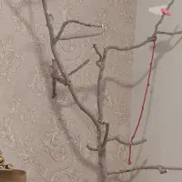 درختچه طوطی چوب پسته|لوازم جانبی حیوانات|تهران, وردآورد|دیوار