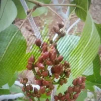 باغ-پسته