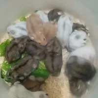 همستر نژاد کمپل