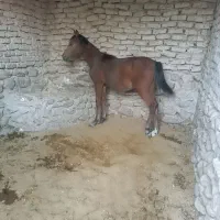 اسب نر