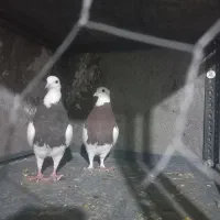 کبوتر|پرنده|بوئین زهرا, |دیوار