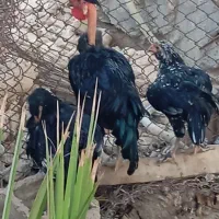 فروش مرغ وخروس|حیوانات مزرعه|وحدتیه, |دیوار