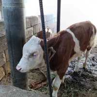 گاو و گوساله سمینتال|حیوانات مزرعه|بیکاه, |دیوار