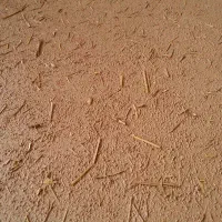 کاهگل اماده رضایی