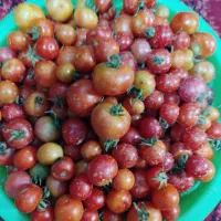گوجه محلی درشت و آلوچه خلخالی بزرگ و زرد و رسیده