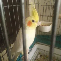 عروس هلندی سخنگو