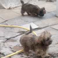 توله سگ شینزو شناسنامه دار