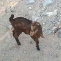 دورود دوتا کهره شیری ماده سالم سر حال