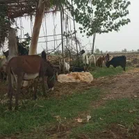خریاالاغ