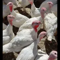 فروش بوغلمون باگوشتی لذیذ وخوشمزه|حیوانات مزرعه|بندر گناوه, |دیوار