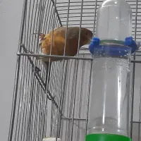 قناری نر توسرخ