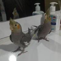 عروس هلندی نر