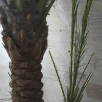 پاجوش برحی