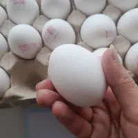 پخش تخم مرغ بیات