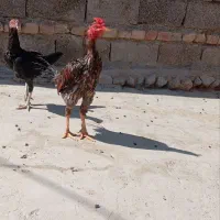 خروس نژاد میکس|پرنده|دامن, |دیوار