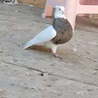 کبوتر