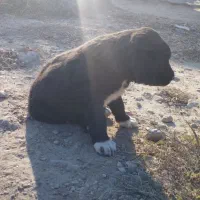 توله سگ قرجونی|سگ|داراب, |دیوار