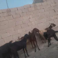 تیشتر هشت ماهه دوقلو زا|حیوانات مزرعه|اهرم, |دیوار