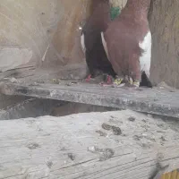 کبوتر همش نر هست جز ماده سرک سوسنی|پرنده|شیراز, شهرک گلها|دیوار