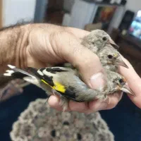 سهره.|پرنده|شیراز, قلعه نو|دیوار
