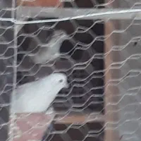 جوجه دم بور  جیر جیر  باخ رفته