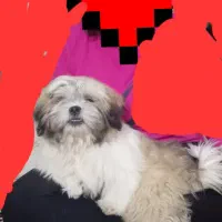 توله سوپر فلت اصل واکسن خورده شناسنامه دار