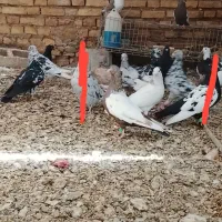 کبوتر|پرنده|سوسنگرد, |دیوار