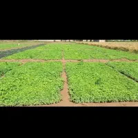 سبزی خوردنی