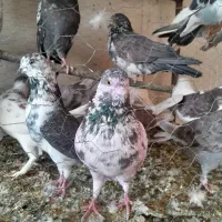 کفتر پرشی. ویاهو|پرنده|قم, نخودی|دیوار