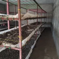 تجهیزات پرورش قارچ|ابزارآلات|تبریز, |دیوار