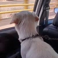 سگ‌ پا کوتاه